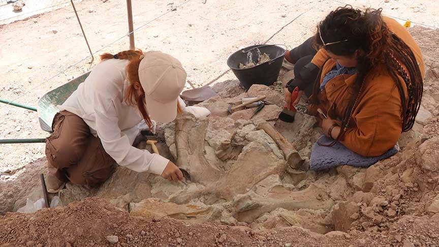 2 metrekarelik alanda heyecanlandıran keşif! Fil, gergedan ve zürafaya ilişkin