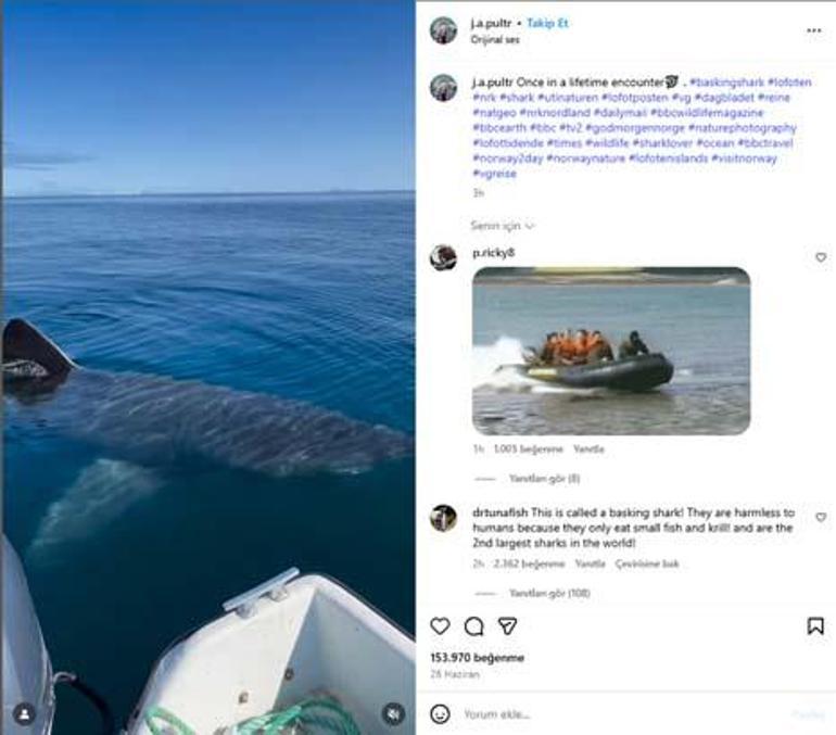 antalyada 3 metre uzunlugunda kopek baligi goruntusune curum duyurusu 4 jDI4URBL