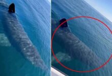 antalyada 3 metre uzunlugunda kopek baligi goruntusune curum duyurusu kNnOE72r