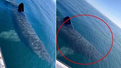 antalyada 3 metre uzunlugunda kopek baligi goruntusune curum duyurusu kNnOE72r