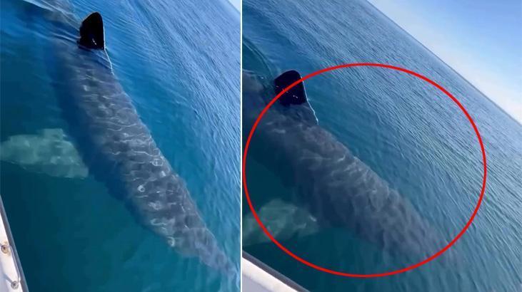 antalyada 3 metre uzunlugunda kopek baligi goruntusune curum duyurusu kNnOE72r