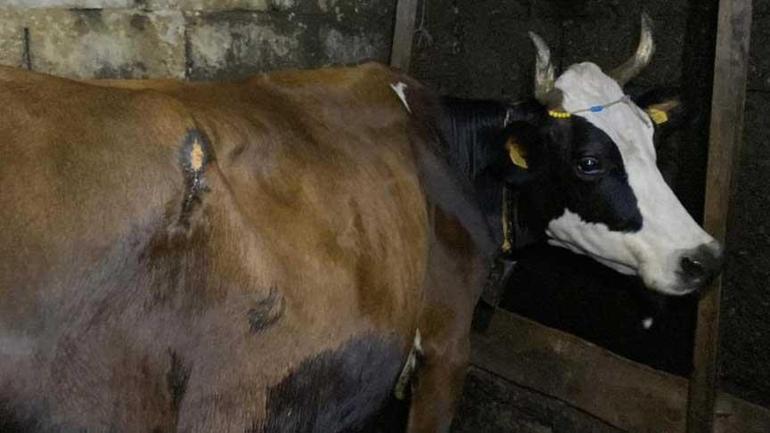 Artvin'de ayı saldırısı! Köylüler müdahale etti: 'Üzerinde pençe izleri vardı' 2 artvinde ayi saldirisi koyluler mudahale etti uzerinde pence izleri vardi 0 RYTqSDVW