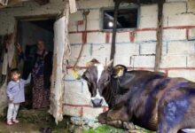 artvinde ayi saldirisi koyluler mudahale etti uzerinde pence izleri vardi QeQP34mV