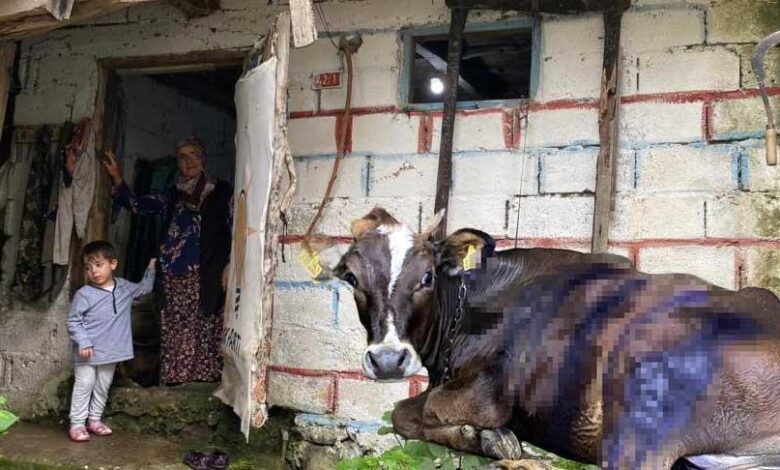 Artvin'de ayı saldırısı! Köylüler müdahale etti: 'Üzerinde pençe izleri vardı' 1 artvinde ayi saldirisi koyluler mudahale etti uzerinde pence izleri vardi QeQP34mV