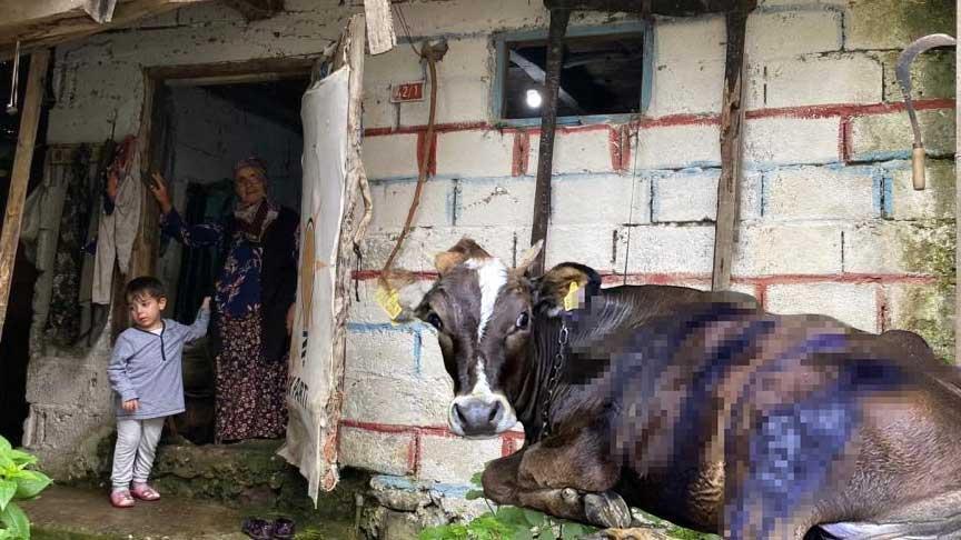 Artvin’de ayı saldırısı! Köylüler müdahale etti: ‘Üzerinde pençe izleri vardı’