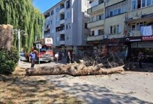 asirlik cinar agaci apartmanin uzerine devrildi 59SgERhB
