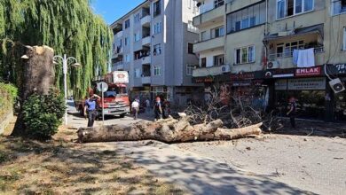 asirlik cinar agaci apartmanin uzerine devrildi 59SgERhB