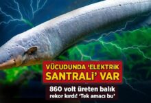 bedeni elektrik santrali gibi 860 volt ureten balik rekor kirdi tek hedefleri var Ek3GPwYV