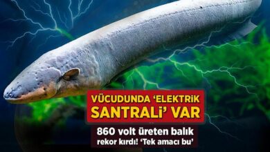 bedeni elektrik santrali gibi 860 volt ureten balik rekor kirdi tek hedefleri var Ek3GPwYV