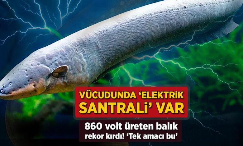 bedeni elektrik santrali gibi 860 volt ureten balik rekor kirdi tek hedefleri var Ek3GPwYV