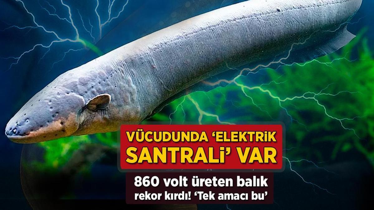 Bedeni elektrik santrali gibi! 860 volt üreten balık rekor kırdı: ‘Tek hedefleri var’
