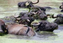 belgesel tadinda manzaralar burasi serengeti degil erzurum sutu icin koyde kuyruklar oluyor 5HmAhNtV