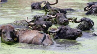 belgesel tadinda manzaralar burasi serengeti degil erzurum sutu icin koyde kuyruklar oluyor 5HmAhNtV