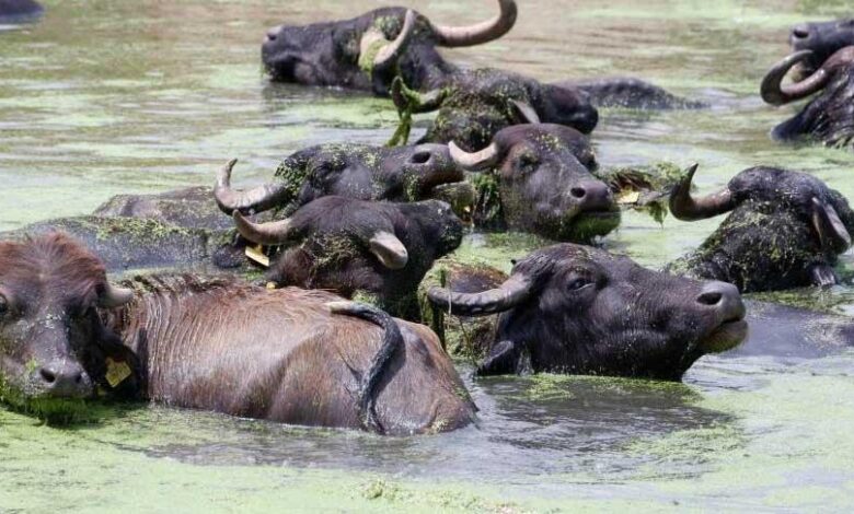 Belgesel tadında manzaralar: Burası Serengeti değil, Erzurum! 'Sütü için köyde kuyruklar oluyor' 1 belgesel tadinda manzaralar burasi serengeti degil erzurum sutu icin koyde kuyruklar oluyor 5HmAhNtV