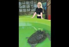 caretta caretta gonullusu oldu mq52QSm1