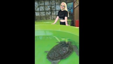 caretta caretta gonullusu oldu mq52QSm1