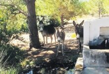 datcanin yaban esekleri tekrar tabiatta sqAygggT