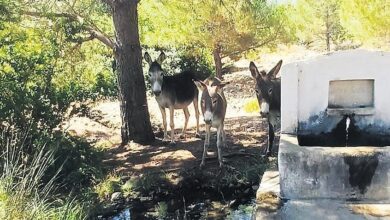 datcanin yaban esekleri tekrar tabiatta sqAygggT