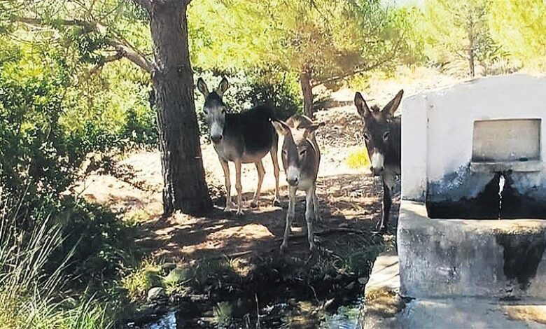 Datça’nın yaban eşekleri tekrar tabiatta 1 datcanin yaban esekleri tekrar tabiatta sqAygggT