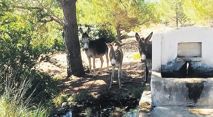 Datça’nın yaban eşekleri tekrar tabiatta