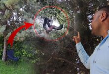 devasa yilanin beslenme saati agactan gelen tuhaf sesle irkildi gorunum dehsete dusurdu pqMizgI5
