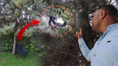 devasa yilanin beslenme saati agactan gelen tuhaf sesle irkildi gorunum dehsete dusurdu pqMizgI5