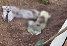 eskisehirde mezarlikta muthis olay bezi acan gruplarin kani dondu RiVqMqyW