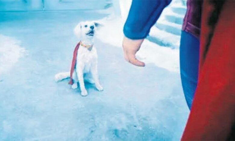 Harika köpek evsiz dostlarını kurtardı 1 harika kopek evsiz dostlarini kurtardi Jc5yqsGZ