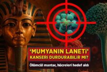 mumyanin laneti kanseri durdurabilir mi olumcul mantar hucreleri amac aldi HWjiGkd4