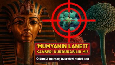 mumyanin laneti kanseri durdurabilir mi olumcul mantar hucreleri amac aldi HWjiGkd4