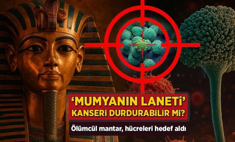 'Mumyanın laneti' kanseri durdurabilir mi? Ölümcül mantar, hücreleri amaç aldı 1 mumyanin laneti kanseri durdurabilir mi olumcul mantar hucreleri amac aldi HWjiGkd4