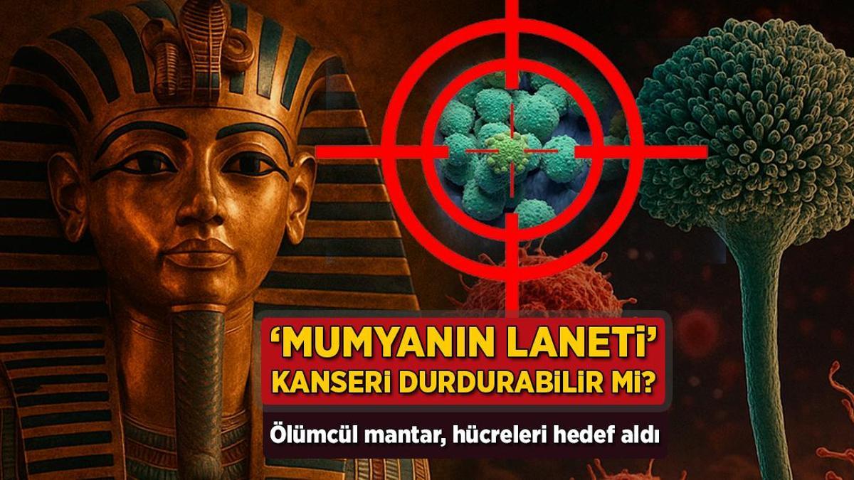 ‘Mumyanın laneti’ kanseri durdurabilir mi? Ölümcül mantar, hücreleri amaç aldı