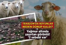 trabzonda koyunlar neden donup kaldi yagmur altinda sasirtan imaj 2 sebebi var VA1udtGx