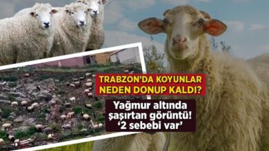 trabzonda koyunlar neden donup kaldi yagmur altinda sasirtan imaj 2 sebebi var VA1udtGx