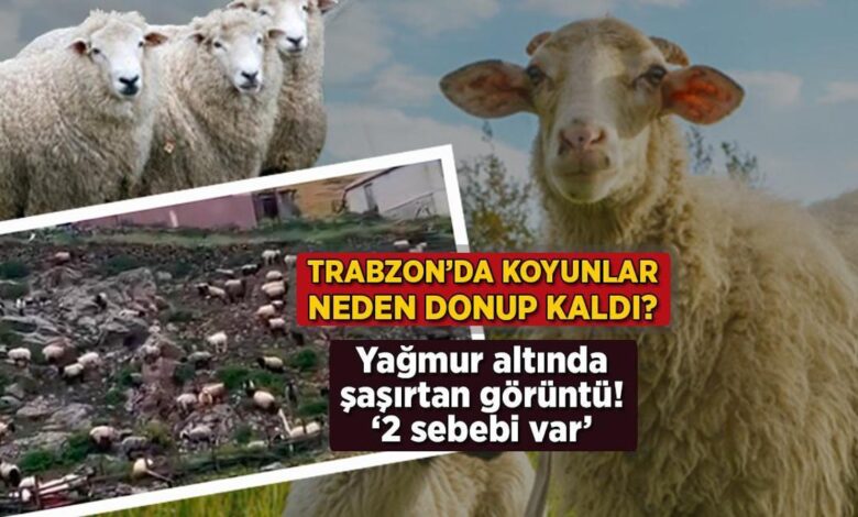 trabzonda koyunlar neden donup kaldi yagmur altinda sasirtan imaj 2 sebebi var VA1udtGx
