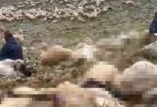 tuncelide feci olay yaylaya yildirim dustu 200 kucukbas oldu t8g7wqrC