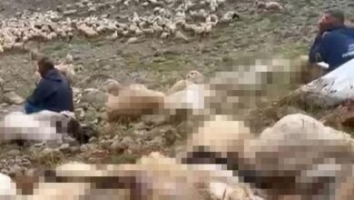 tuncelide feci olay yaylaya yildirim dustu 200 kucukbas oldu t8g7wqrC