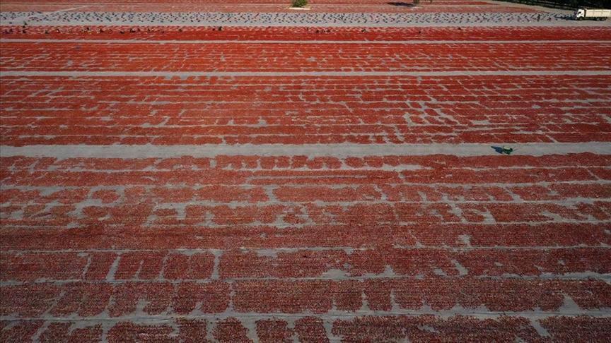 Türkiye, kurutulmuş domatesten 95 milyon dolar kazandı