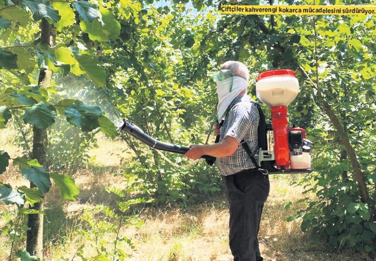 Üretici yeni dönemde 400 bin ton fındık bekliyor! Fiyat 250 TL olur mu? 3 uretici yeni donemde 400 bin ton findik bekliyor fiyat 250 tl olur mu 1 Lu9uJM16