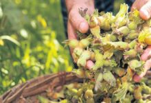 uretici yeni donemde 400 bin ton findik bekliyor fiyat 250 tl olur mu TzHz97dZ