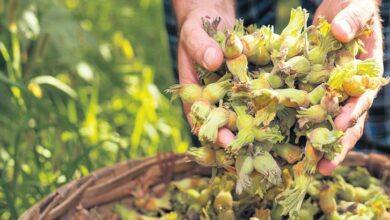 uretici yeni donemde 400 bin ton findik bekliyor fiyat 250 tl olur mu TzHz97dZ