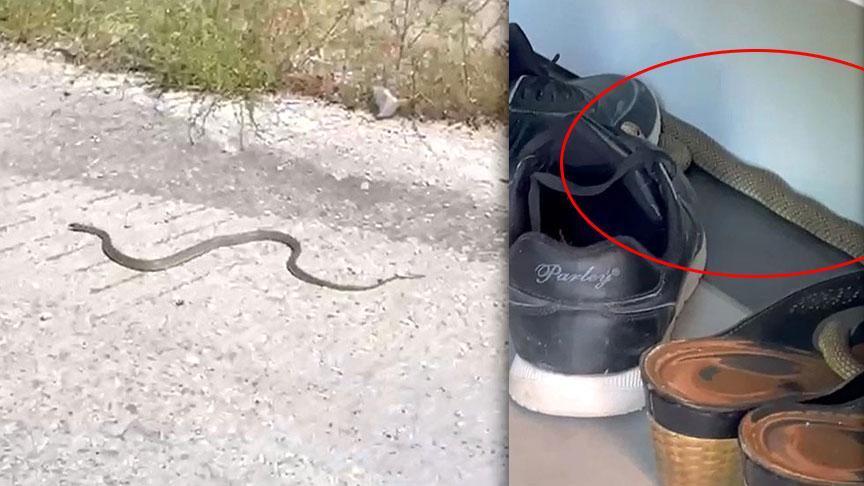 Yer: Burdur! Metrelerce uzunluktaki yılanı ayakkabıların ortasında fark ettiler