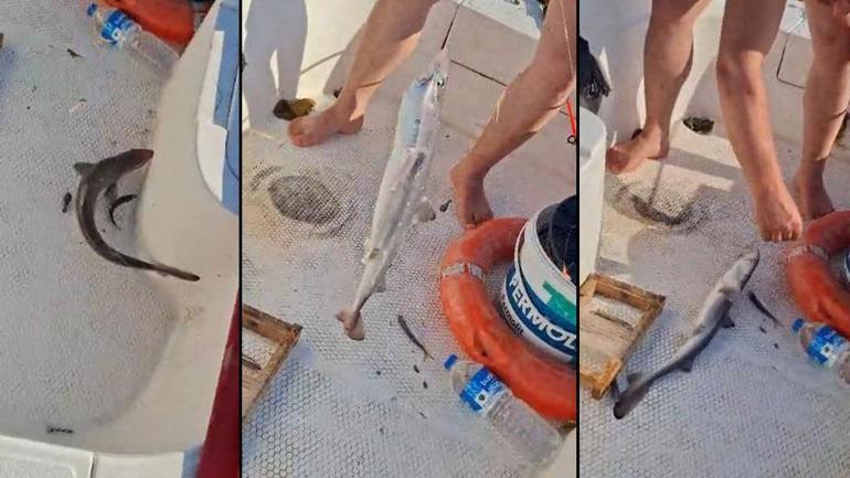 Yer: Trabzon! 3 arkadaş gözlerine inanamadı: Oltaya gelen balık şoke etti 2 yer trabzon 3 arkadas gozlerine inanamadi oltaya gelen balik soke etti 0 nN2dpvEb