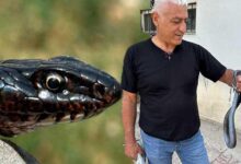 yer tunceli tuvalete giren dev yilan korkuttu xJElkcOn