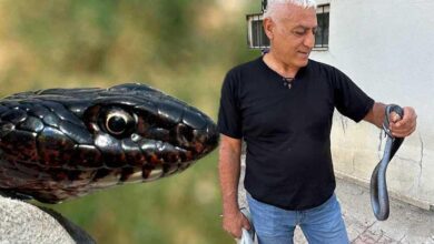 yer tunceli tuvalete giren dev yilan korkuttu xJElkcOn