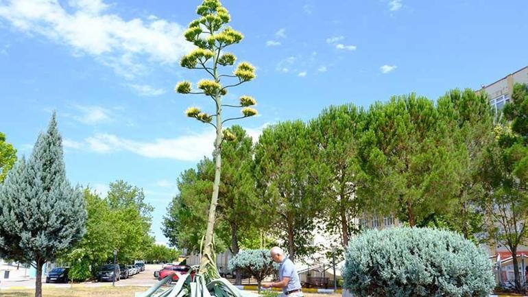 20 yıl beklediler! Yalnızca bir sefer açan ‘sabır’ çiçeği’ ömrünü tamamladı 2 20 yil beklediler yalnizca bir sefer acan sabir cicegi omrunu tamamladi 0 wY1j3AkU