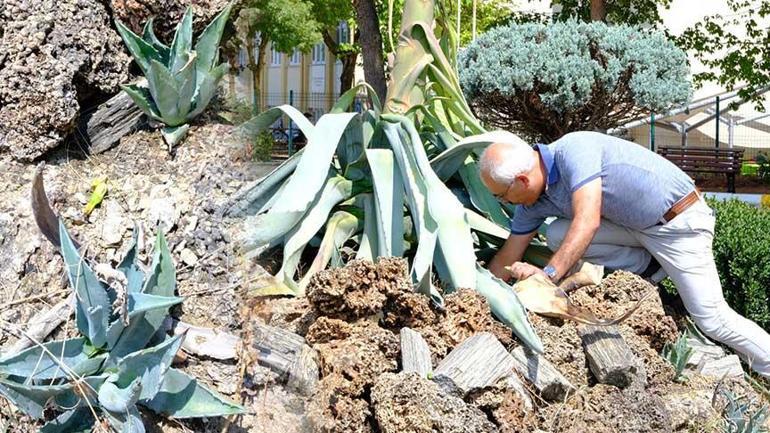 20 yıl beklediler! Yalnızca bir sefer açan ‘sabır’ çiçeği’ ömrünü tamamladı 3 20 yil beklediler yalnizca bir sefer acan sabir cicegi omrunu tamamladi 1 6DZqziQ7