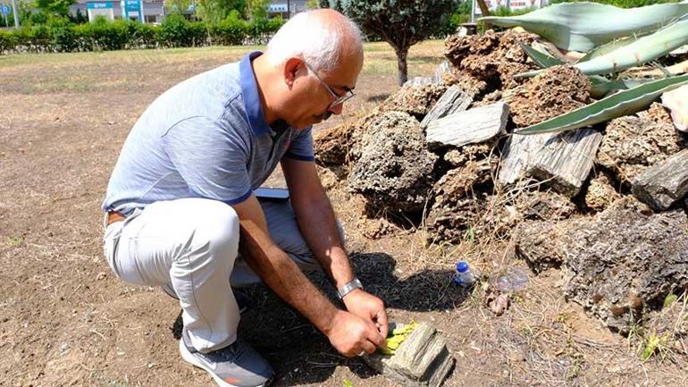 20 yıl beklediler! Yalnızca bir sefer açan ‘sabır’ çiçeği’ ömrünü tamamladı 4 20 yil beklediler yalnizca bir sefer acan sabir cicegi omrunu tamamladi 2 qgvGcLVk