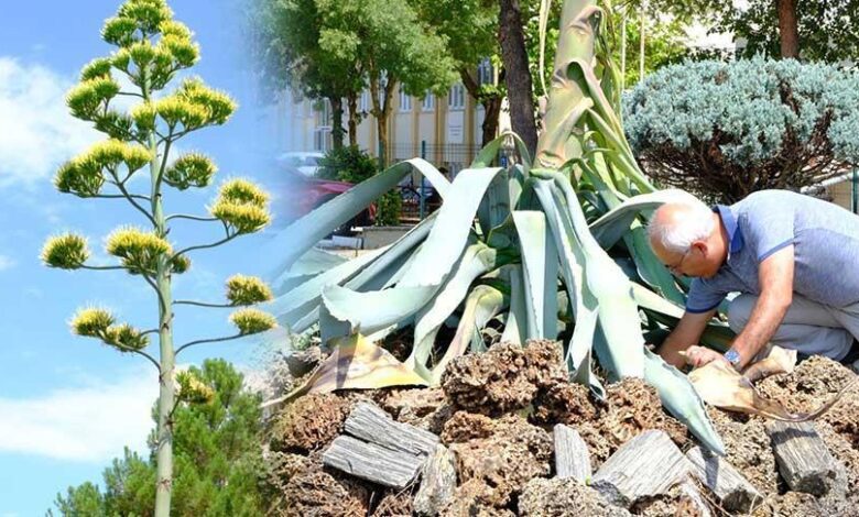 20 yıl beklediler! Yalnızca bir sefer açan ‘sabır’ çiçeği’ ömrünü tamamladı 1 20 yil beklediler yalnizca bir sefer acan sabir cicegi omrunu tamamladi JkbJUHIZ