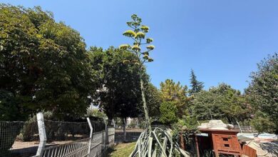 beylikduzunde gorenler saskin bu sitede oturanlar cok sansli OEulbKf1